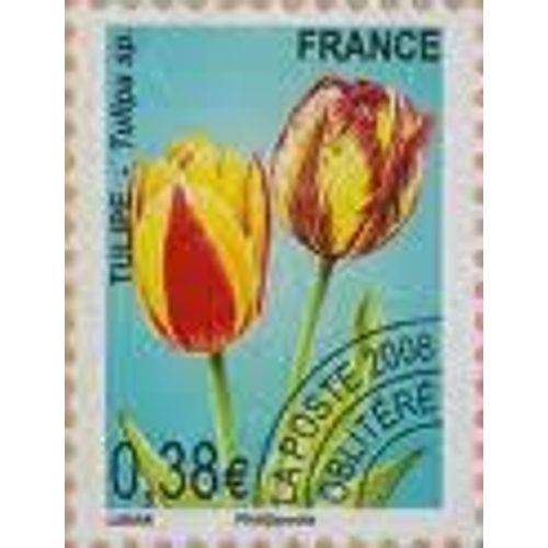 Tulipe