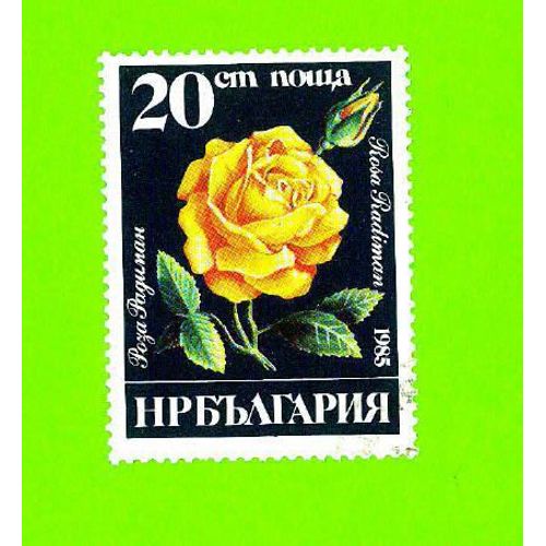 Timbre Oblitéré Used Mint Stamp Selo Carimbado Rosa Radiman 20 Cm Nowa Bulgarie Bulgaria 1985