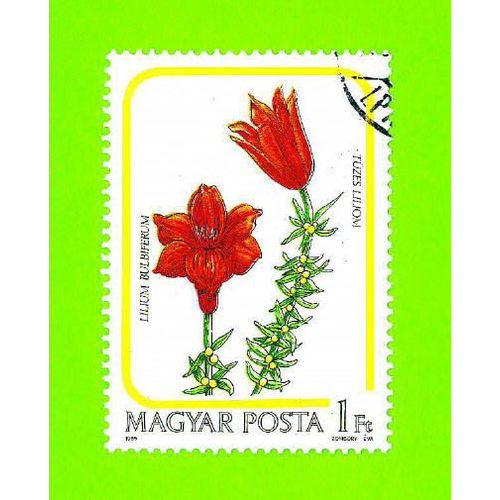 Timbre Oblitéré Used Stamp Selo Carimbado Lilium Bulbiferum 1 Ft Magyar Posta Tüzes Liliom Hongrie Hungary 1985