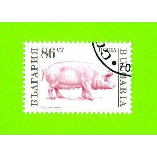 Timbre Oblitéré Used Stamp Selo Carimbado 86ct Nowa Cochon Pig Porco Bulgarie Bulgaria 1991