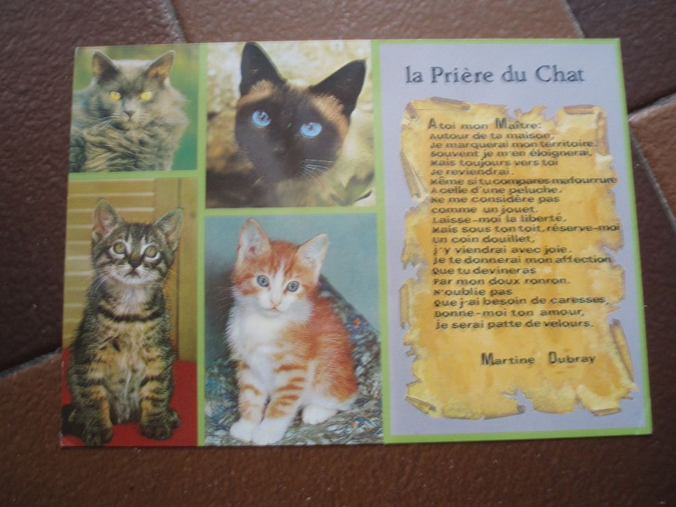 Carte Postale La Priere Du Chat Martine Dubray Rakuten