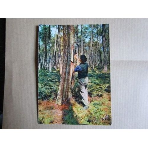 Carte Postale Affranchie : Les Landes, Résinier Dans La Forêt De Pins