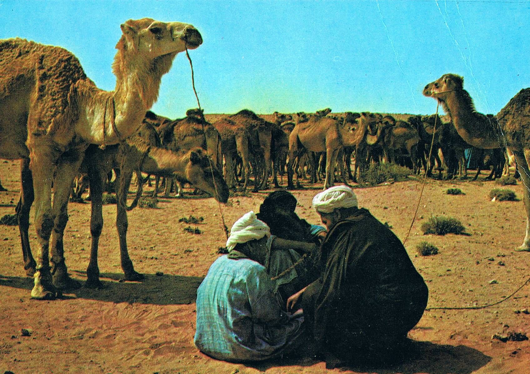 Carte Postale Maroc Moussem De Tan Tan Dromadaires Rakuten