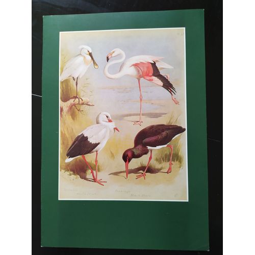 Menu Air France Thorburn's Birds