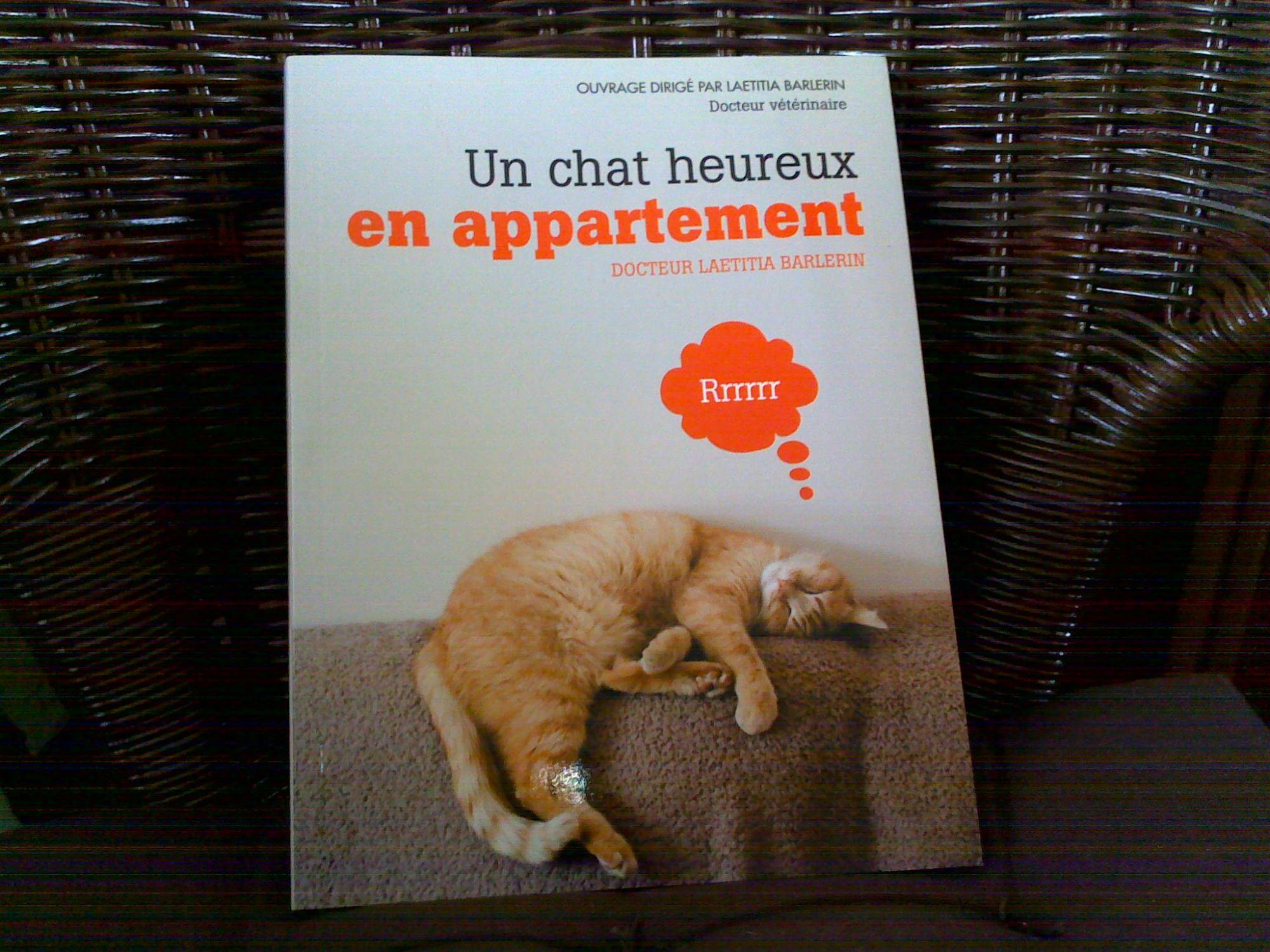 un chat heureux en appartement