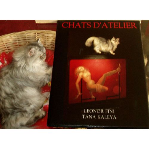 Chats D'atelier.