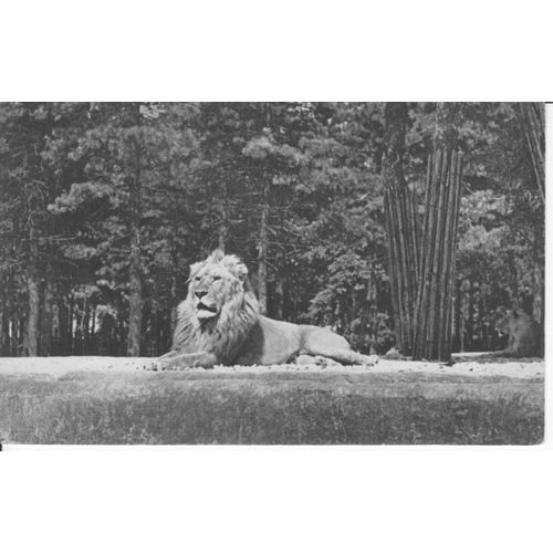 Lion - Au Parc Zoologique Du Bois De Vincennes , Paris - Tbe - Ref 060866