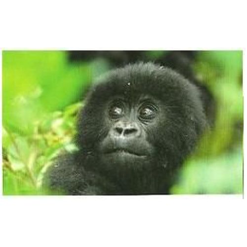Jungle Mania Auchan N°86 - Bébé Gorille De Montagne