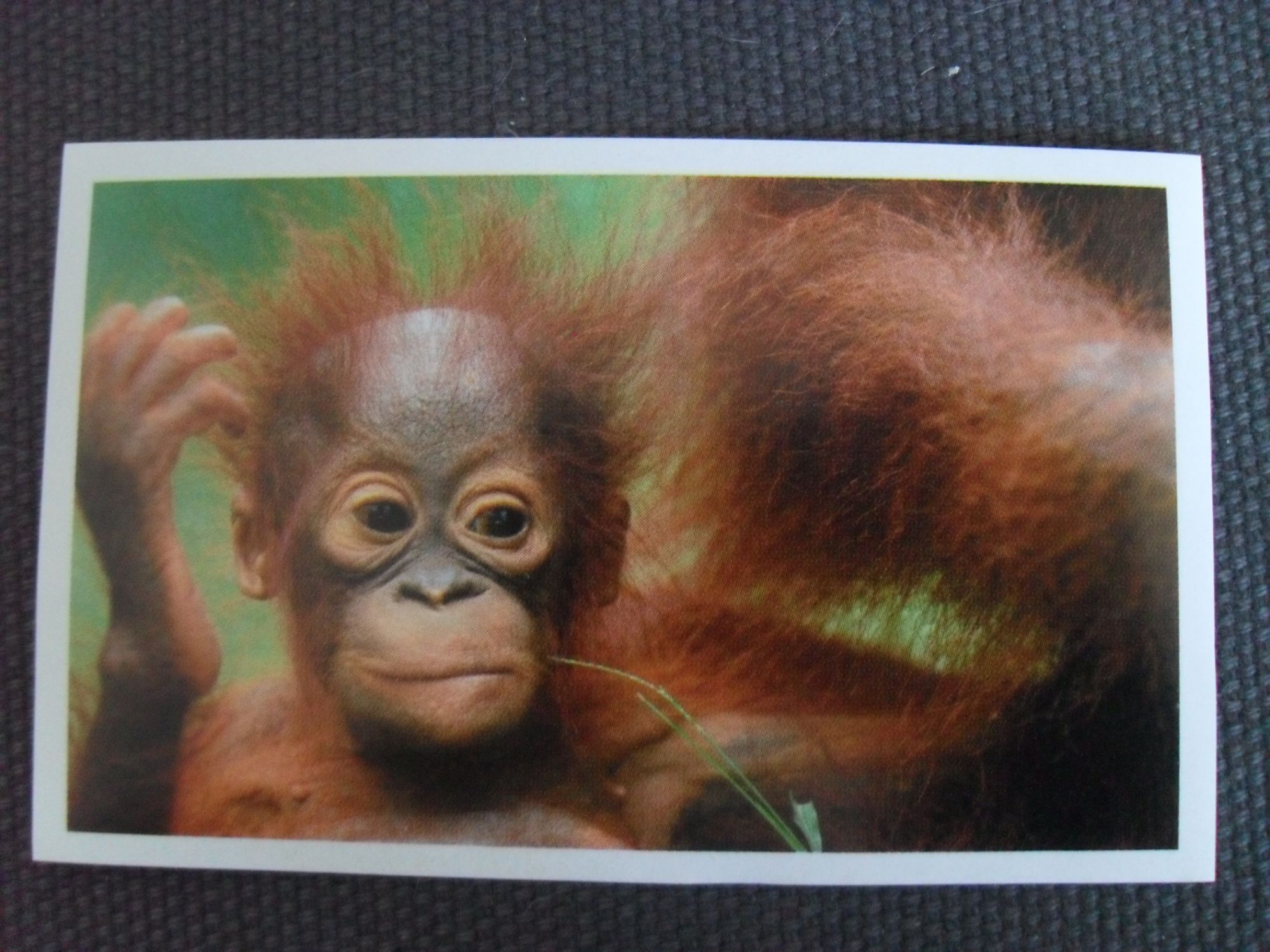 Carte Auchan Jungle Mania N 140 Bebe Orang Outan Rakuten