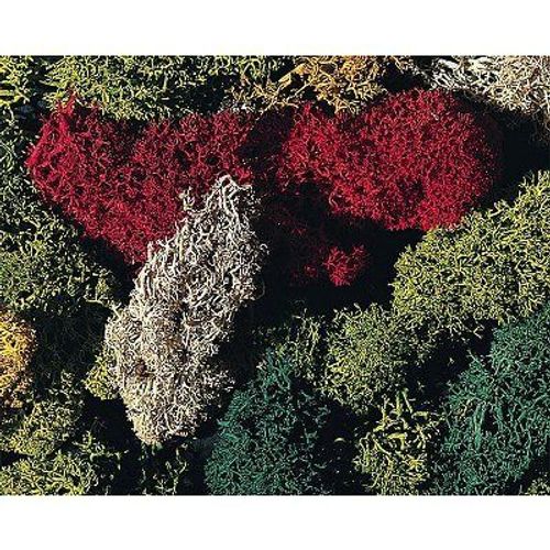 Modélisme Accessoires De Décor - Végétation : Lichen Vert-Faller