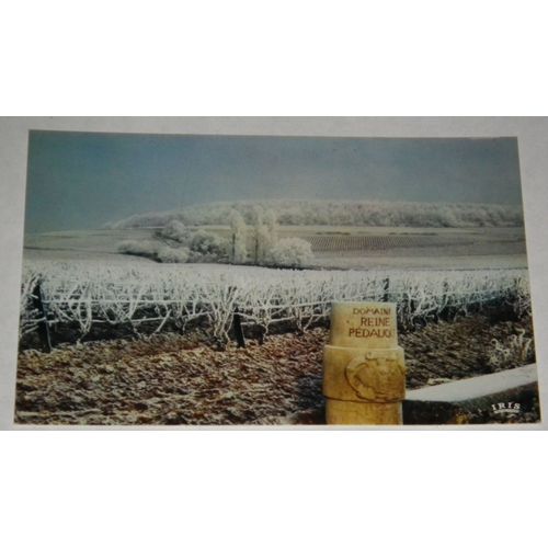 Carte Postale Ancienne  Le Corton En Hiver Vignoble Plaisir D'une Visite Aux Caves Exposition De La Reine Pédauque 21200 Beaune