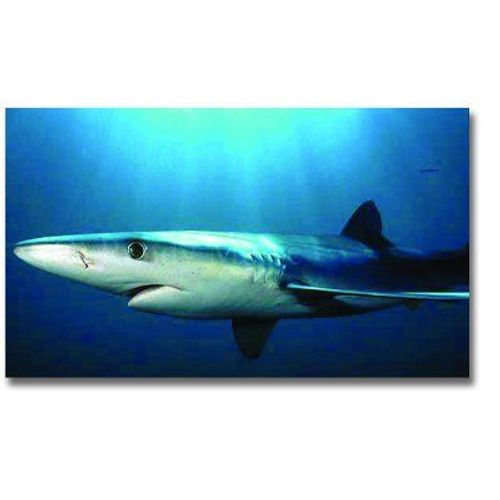 Figurine Requin Bleu : Deluxe