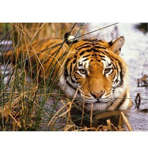 Puzzle 500 Pièces - Tigre À L'affut