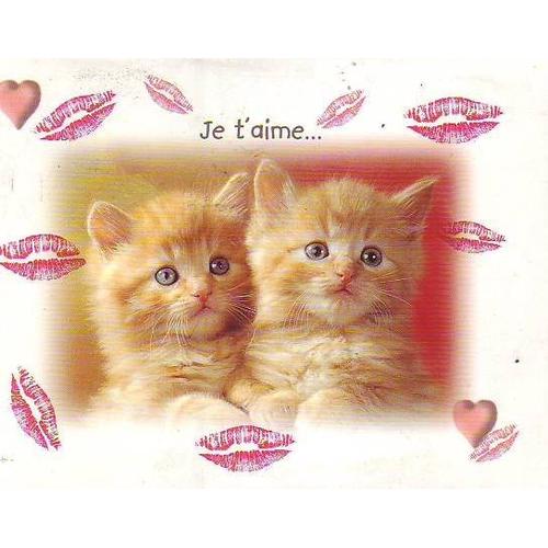 Chat Je T Aime Carte Postale A 2 Volets 19cm Par 15 Cm Rakuten