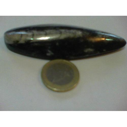 Fossile Orthocera Poli Sur Sa Guangue 50g