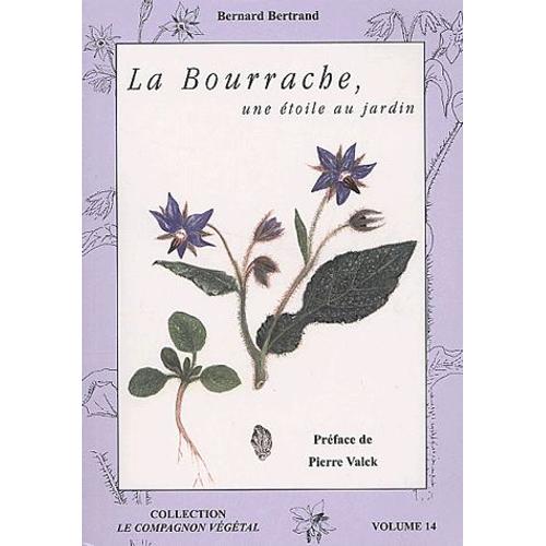 La Bourrache - Une Étoile Au Jardin !