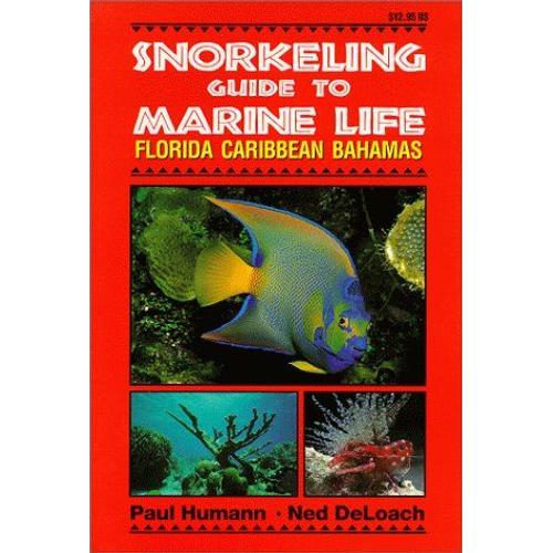 Snorkeling Guide To Marine Life : Florida Caribbean Bahamas