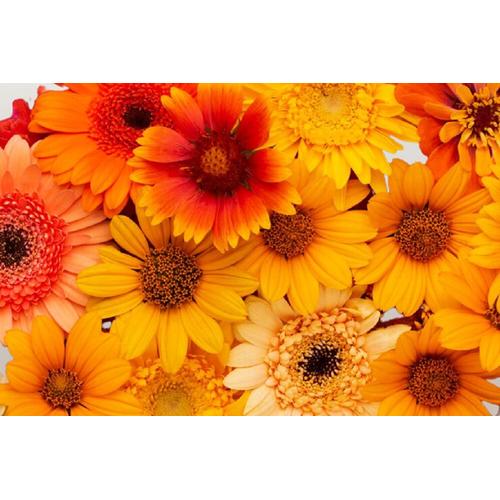 Lot De 450 Graines À Semer - Le Grenier D'abondance - Lot De Fleurs Orange - Jaune - 9 Sachets Individuels