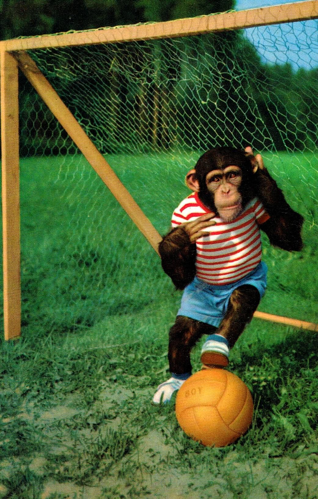 Carte Postale Ancienne Humoristique Singe Chimpanze Football Ballon But Cage Rakuten