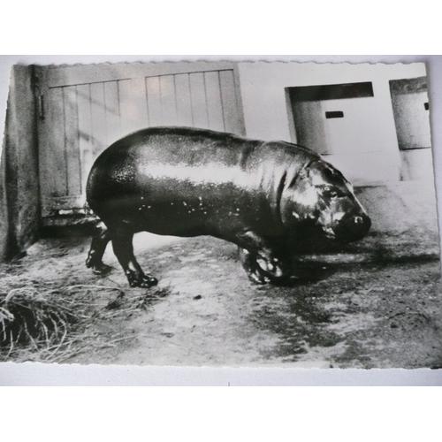Hippopotame Nain Du Libéria - Publicité Pharmaceutique Pour Transfusine