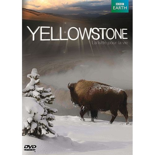 Yellowstone, La Lutte Pour La Vie