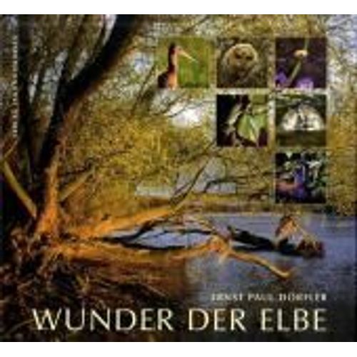 Wunder Der Elbe