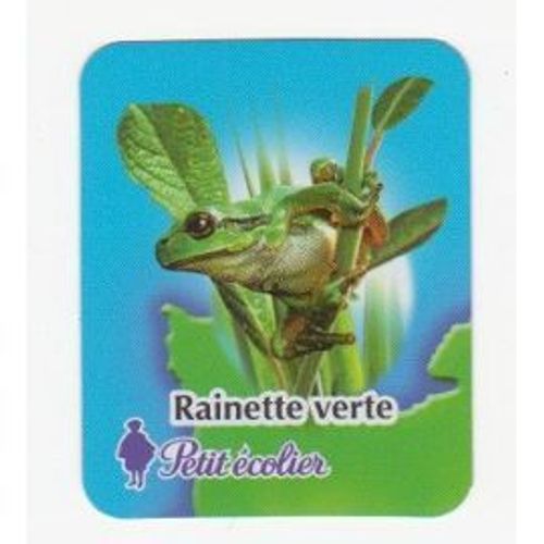 Magnet Petit Écolier Lu, La Rainette Verte