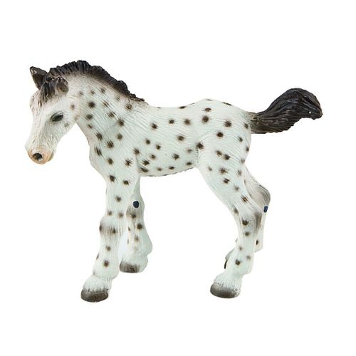 Cheval Knabstrupper - Poulain