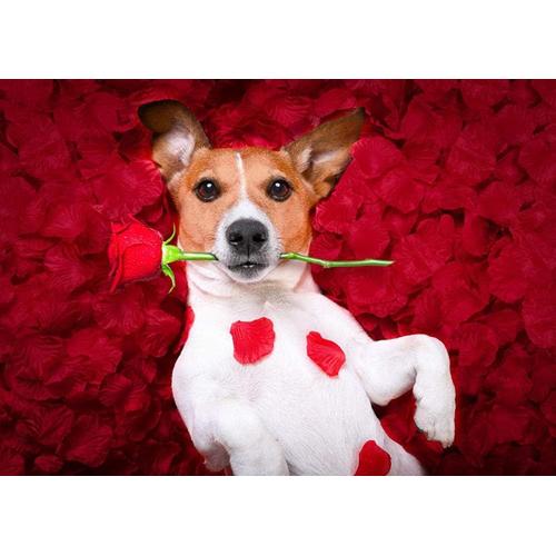 Puzzle 1000 Pi¿¿Ces Adultes Animaux Chiens Roses Jack Russell Terrier Red Petals Glance 50x70cm