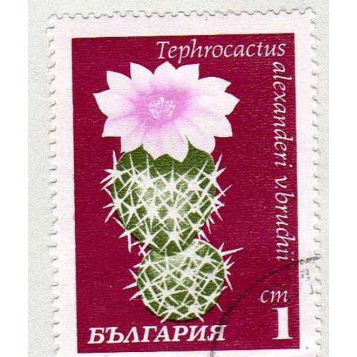 Timbre Tephrocactus Bulgarie Oblitéré