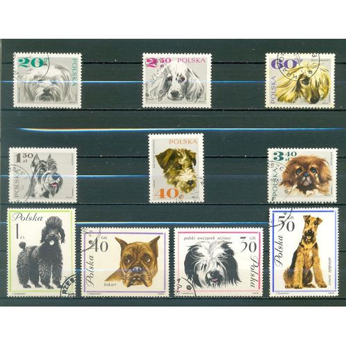 Pologne - Chiens (2).