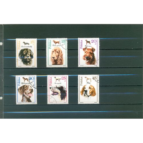 Pologne - Chiens (3).