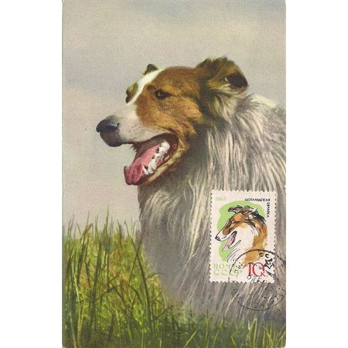 Carte Avec Timbre Russe Représentant Un Colley