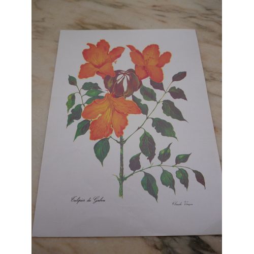 Carte Couleurs Du Tulipier Du Gabon ;Dessin De Claude Vinçon.