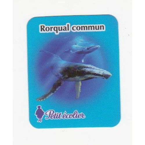 Magnet Petit Écolier Lu  Le Rorqual Commun