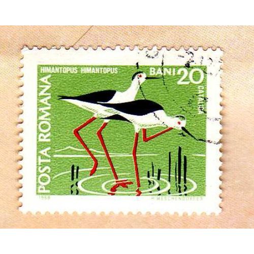 Timbre Posta Romana Roumanie Himantopus Himantopus Oblitéré
