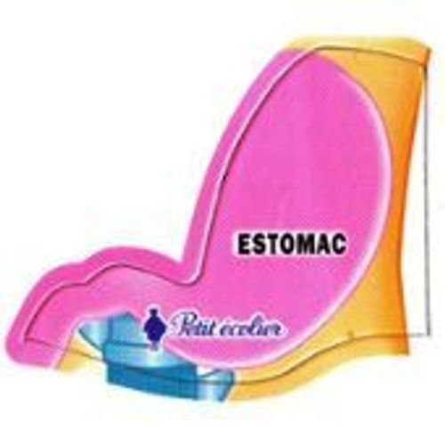 Magnet Corps Humain - Estomac