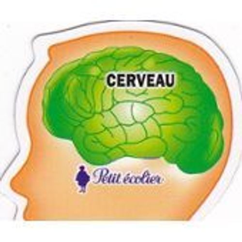 Magnet Corps Humain - Cerveau