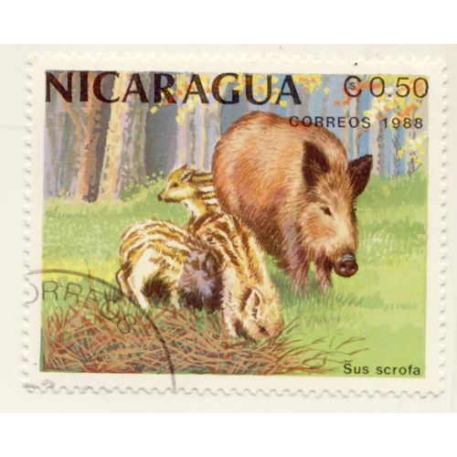 Timbre Nicaragua, Sus Scrofa, Correos 1988, Nicaragua Cs 0,50, Oblitéré