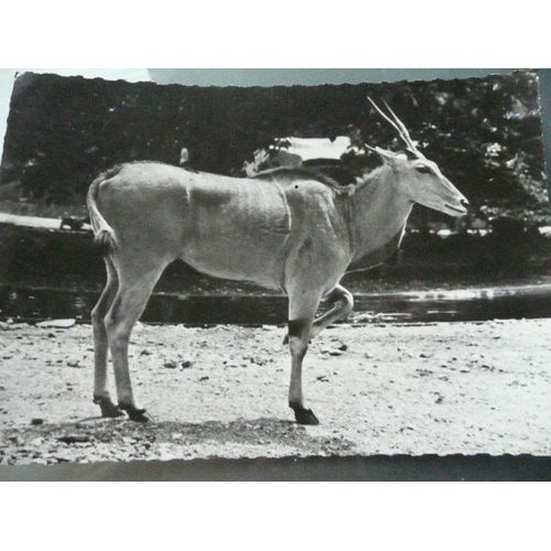 Antilope Chevaline - Publicité Pharmaceutique Transfusine Ancienne - Noir Et Blanc