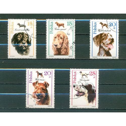 Pologne - Chiens (4).