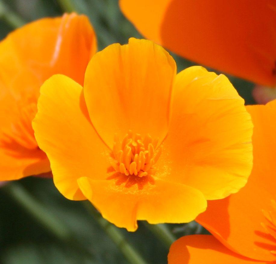 100 graines Fleurs Pavot Californien ESCHSCHOLTZIA