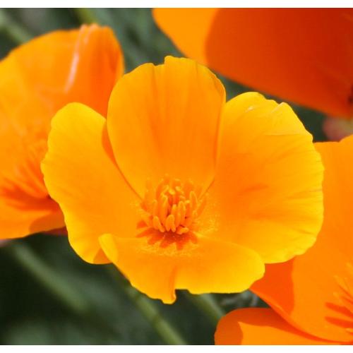 100 graines Fleurs Pavot Californien ESCHSCHOLTZIA