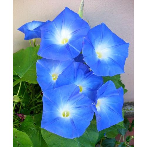 Ipomoea IPOMEE Géante bleu d'azur H 15 graines Fleurs 5 Mètres