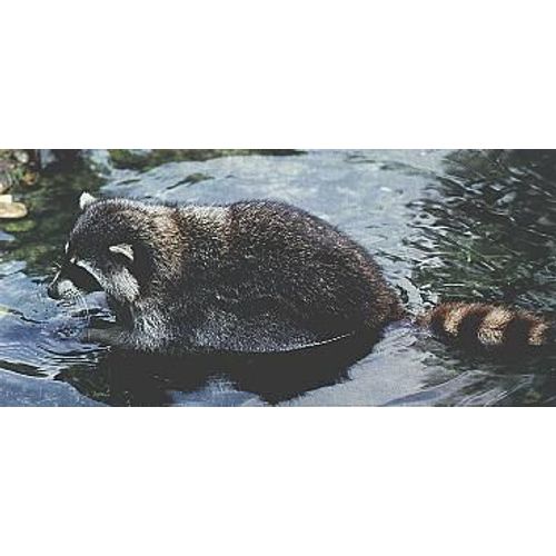 Carte Nestlé Merveilles Du Monde N° 368 - Le Raton Laveur