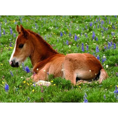 Puzzle 250 Pièces - Sieste Dans Le Pré