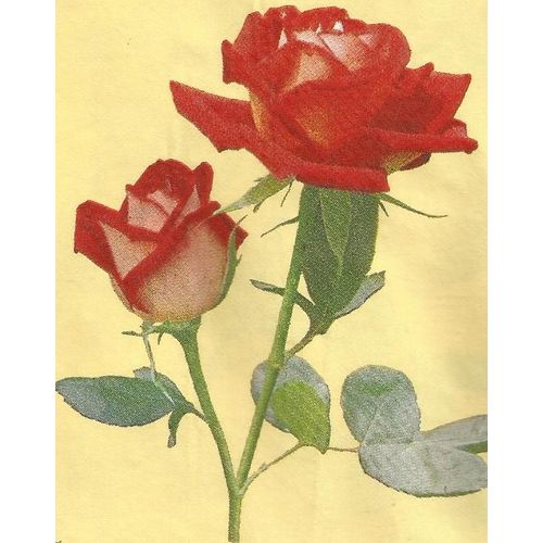 Lot De 2 Serviettes Déco Papier: Roses Rouges Sur Tige
