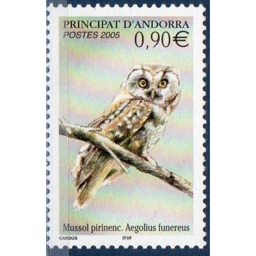 Rapace Nocturne