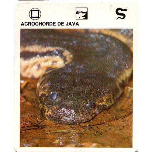 Fiche Le Grand Fichier Du Monde Animal Acrochorde De Java
