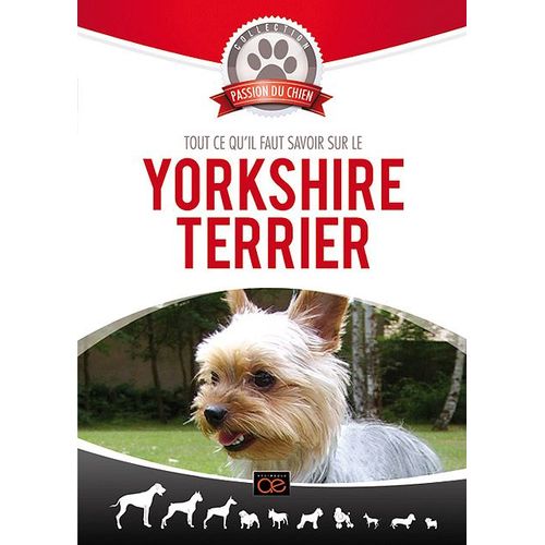 Tout Ce Qu'il Faut Savoir Sur Le Yorkshire Terrier